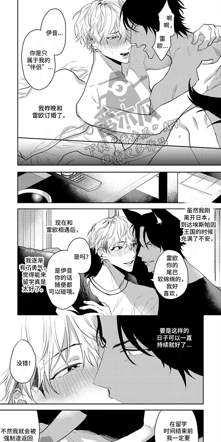 狼的寿命一般多少年漫画,第12章：买戒指1图