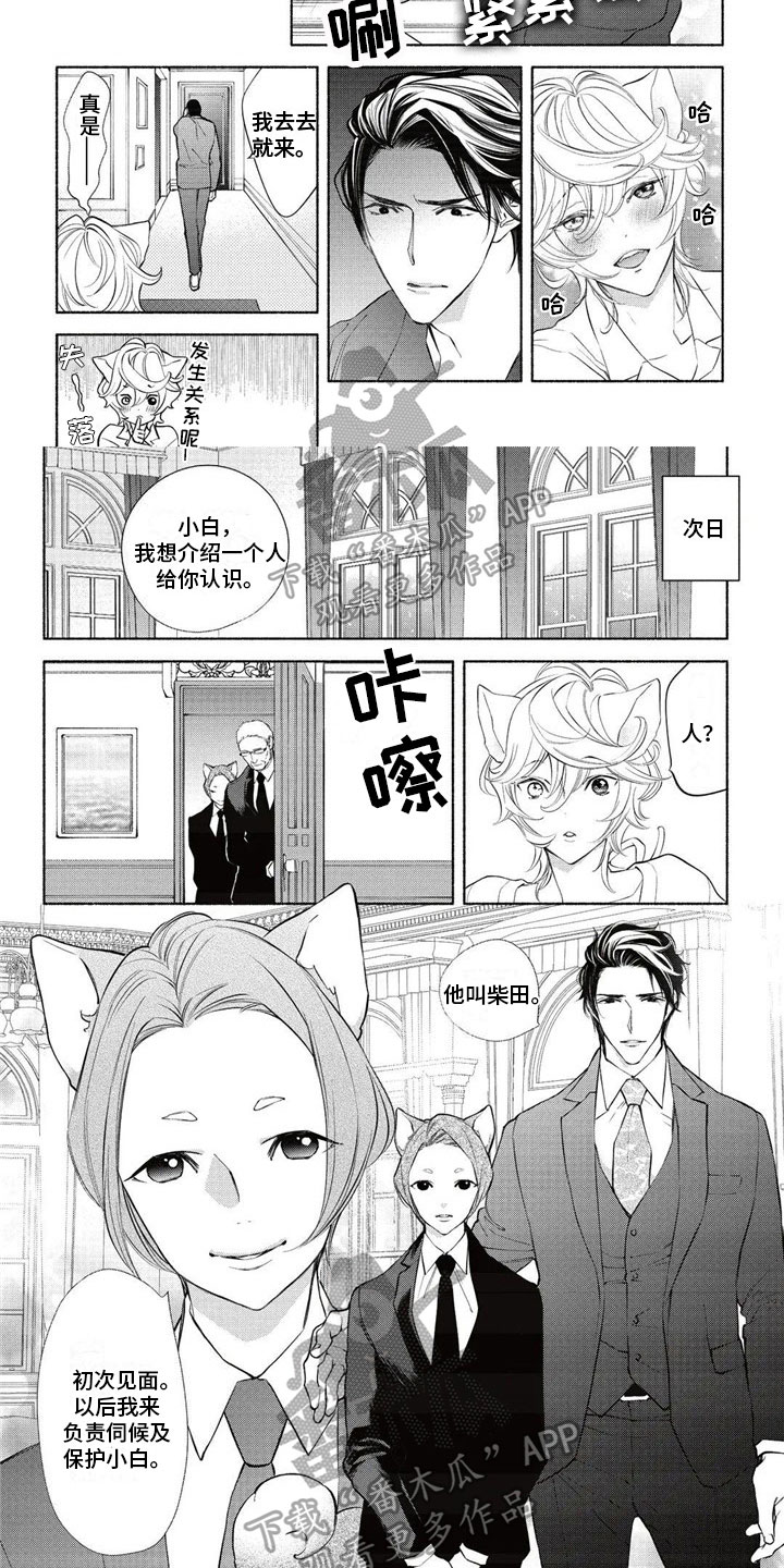 猫猫小宝漫画,第14章：介绍2图