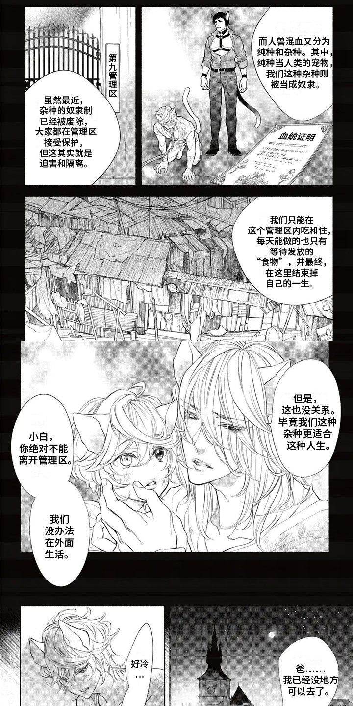 猫猫小白漫画,第2章：带回家1图