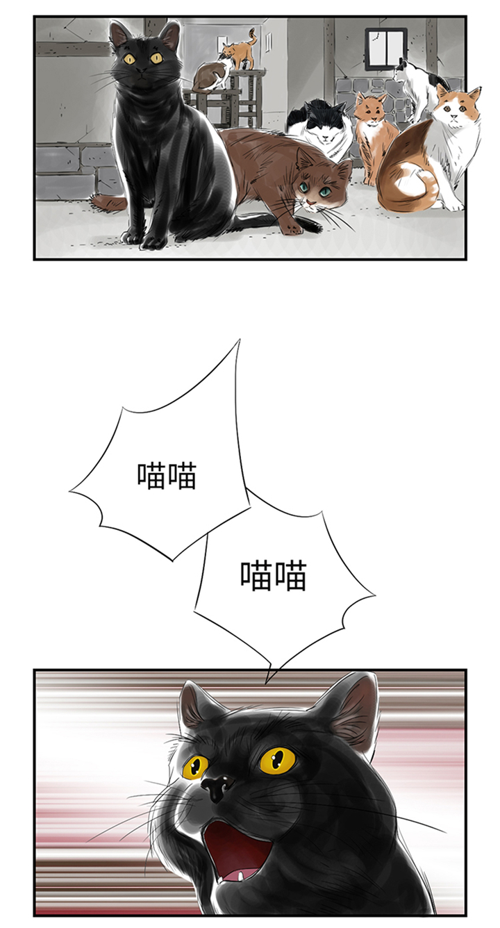 都市宠兽类小说漫画,第78章：刺杀行动2图