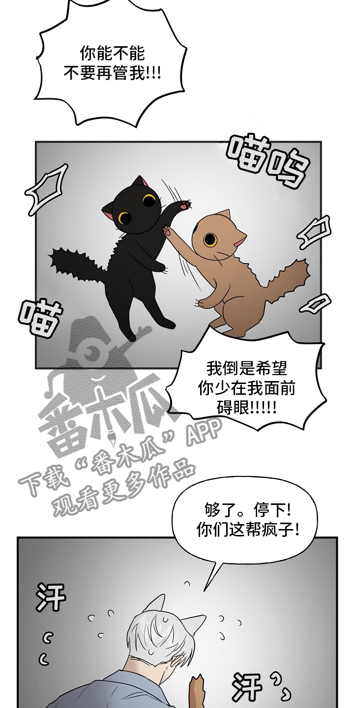 幸运猫咪图片漫画,第39章：安抚1图