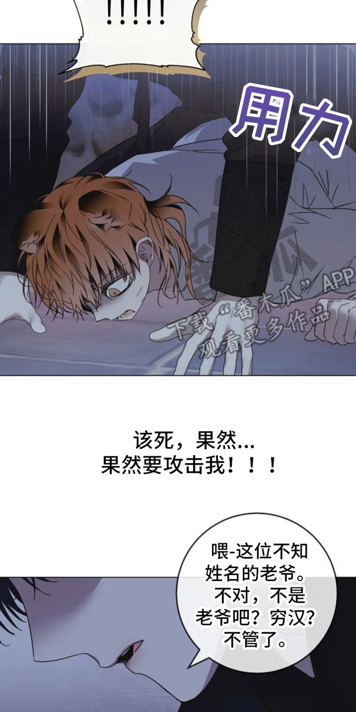 囚兔传北极的兔子漫画叫什么漫画,第37章：乱入的老虎：大盗2图