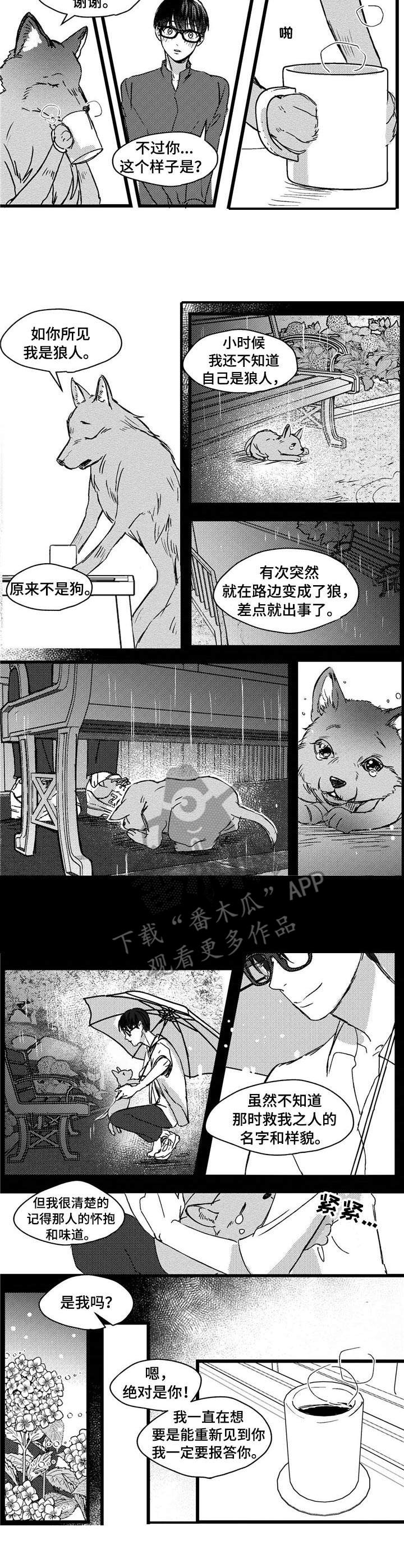 狼与人图片大全漫画,第4章：狼人1图