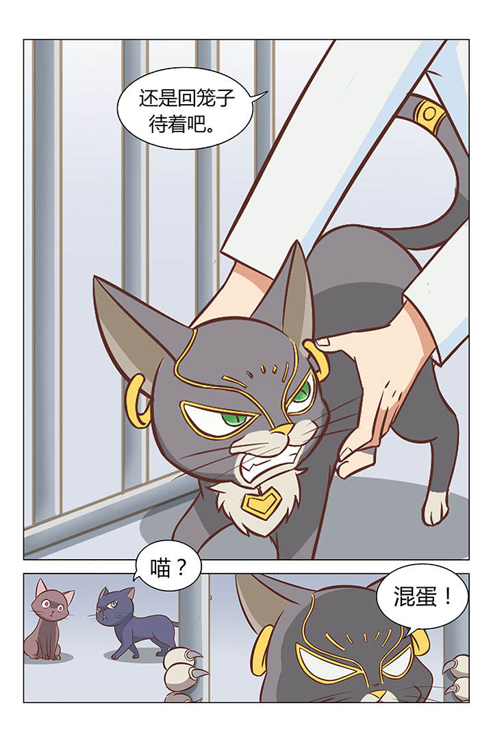 猫即正义漫画,第17章：2图