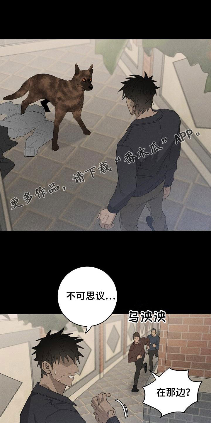 黑犬vs白猫动漫漫画,第16章：带走1图