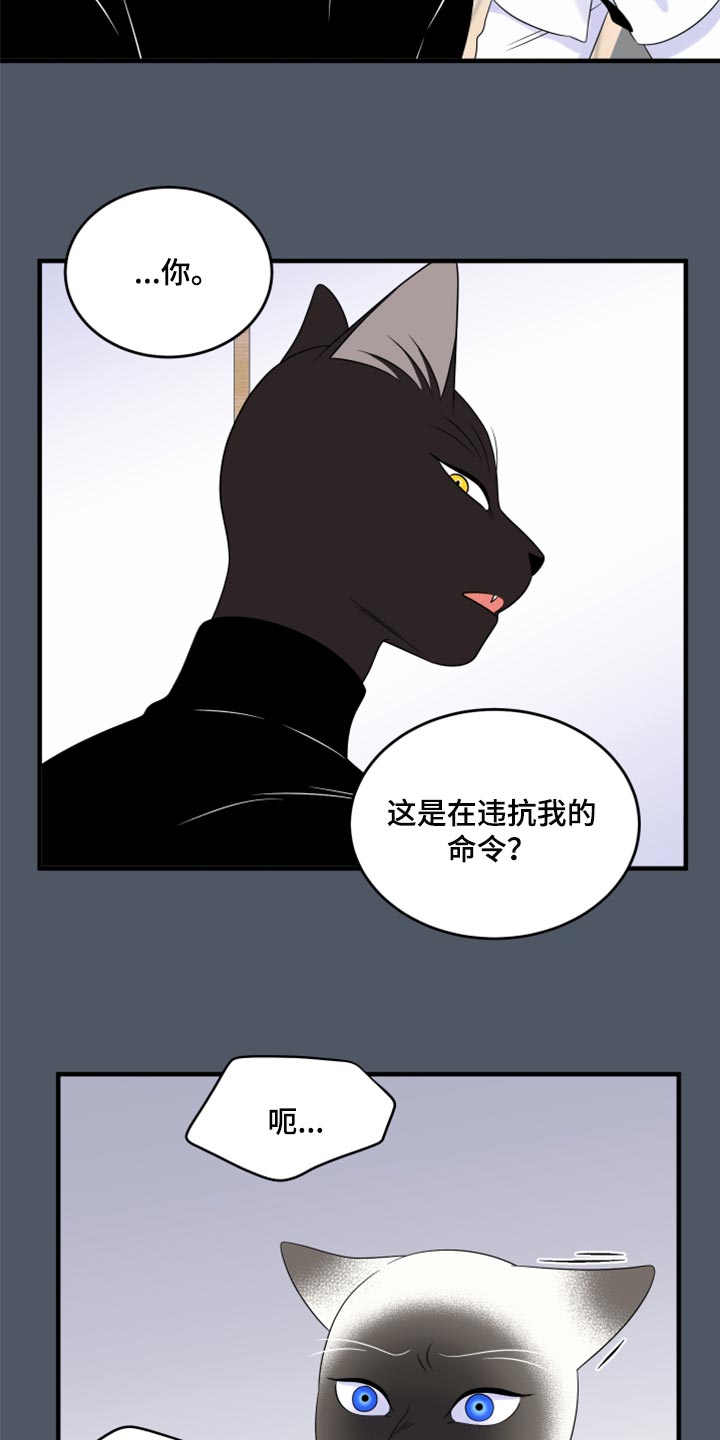 漫画灵猫欧米伽漫画,第76章：【第二季】有什么特别2图