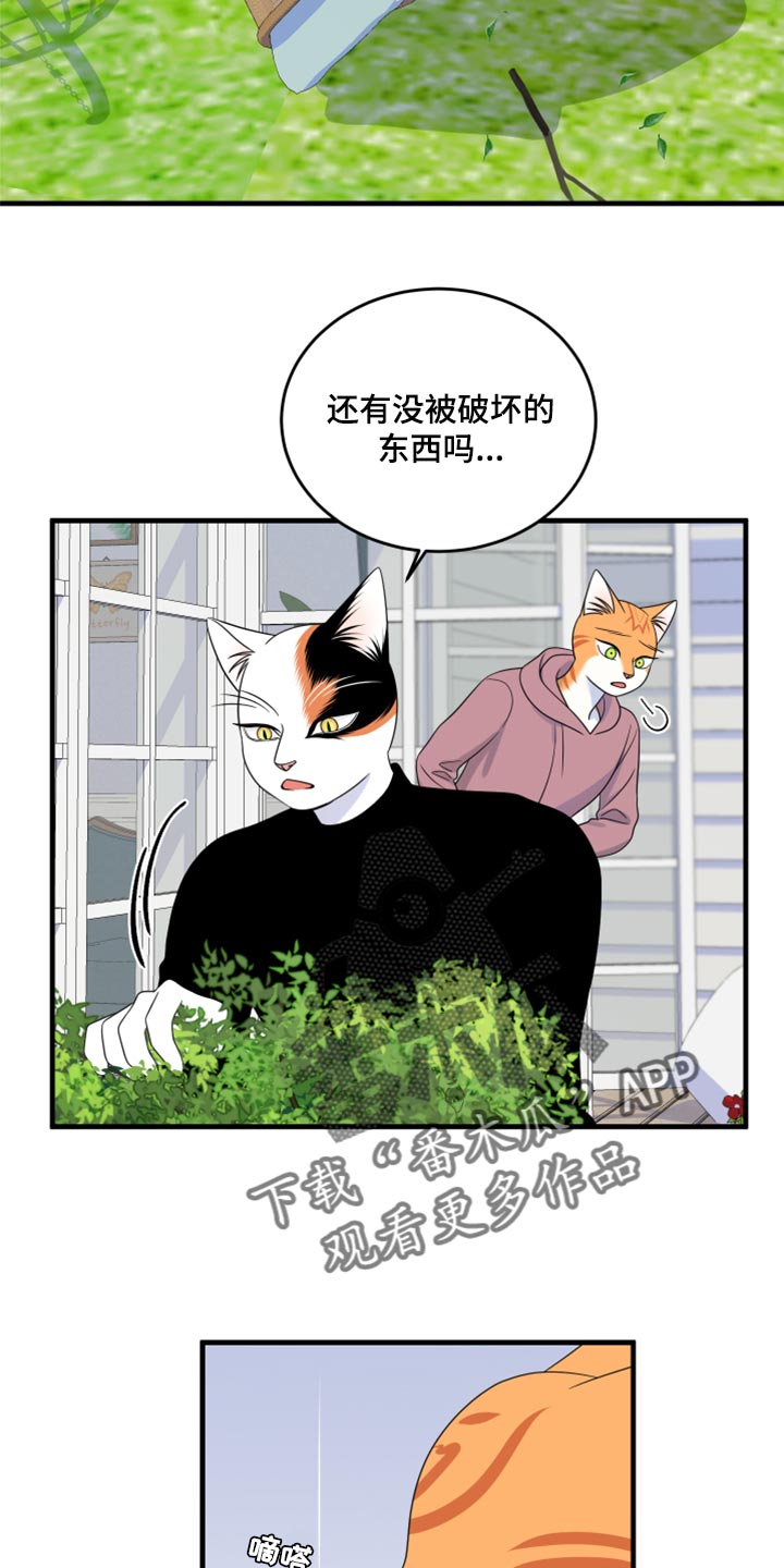 灵猫简介漫画,第89章：【第二季】乱七八糟1图