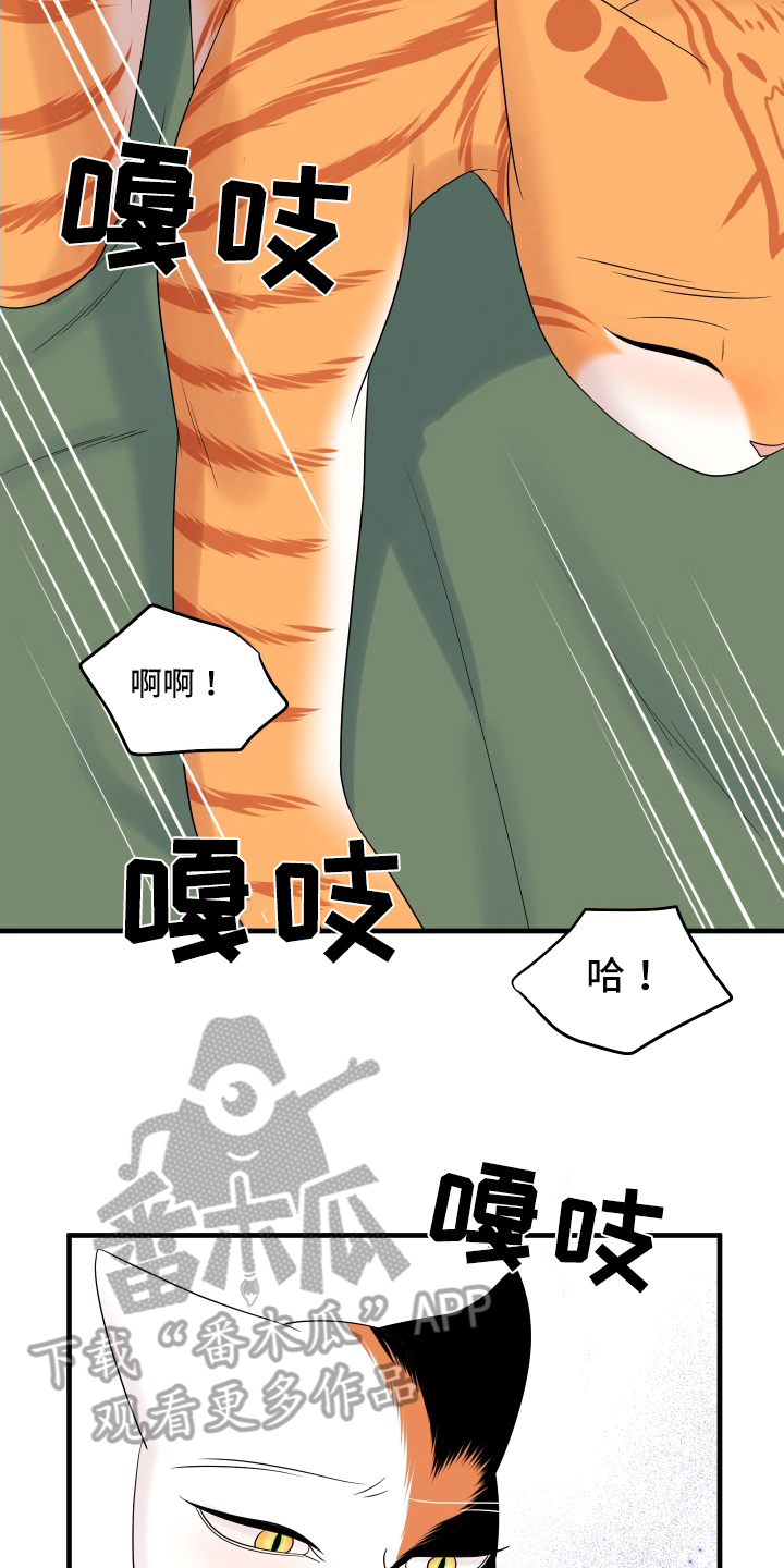 灵猫科和猫科的区别漫画,第105章：【第二季】分析2图