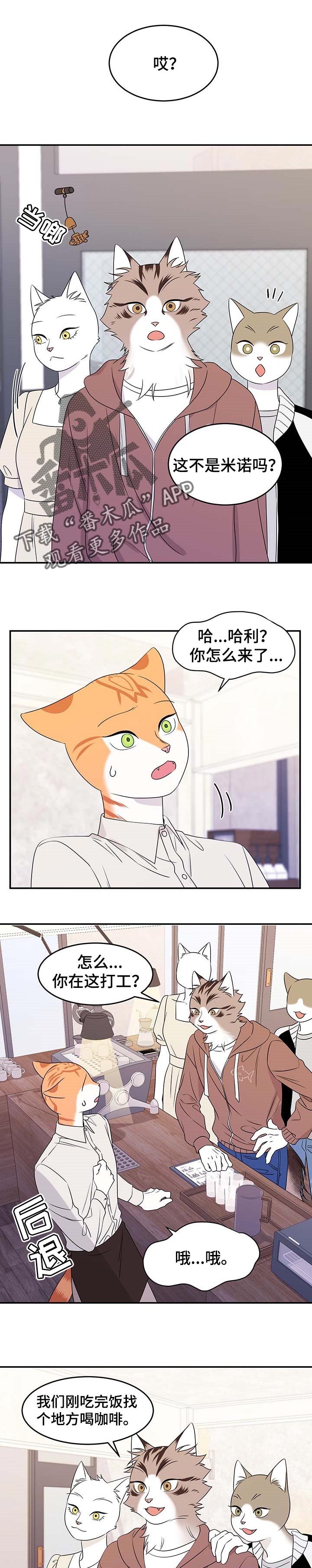 灵猫科和猫科的区别漫画,第23章：担心1图