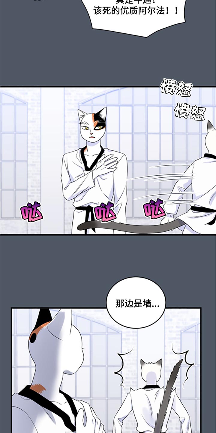 灵猫欧米伽漫画免费观看漫画,第77章：【第二季】一定要在一起！2图