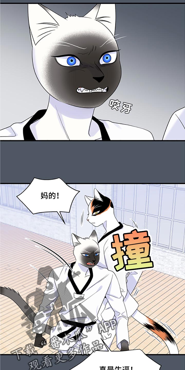 灵猫欧米伽漫画免费观看漫画,第77章：【第二季】一定要在一起！1图