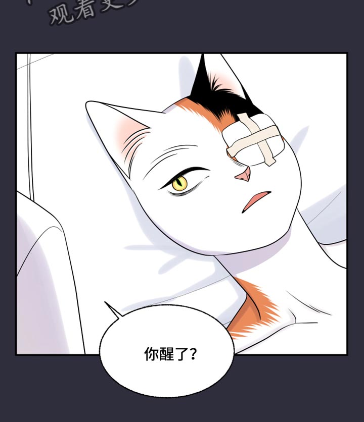 灵猫科和猫科的区别漫画,第52章：我的人生我做主（第一季完结）1图