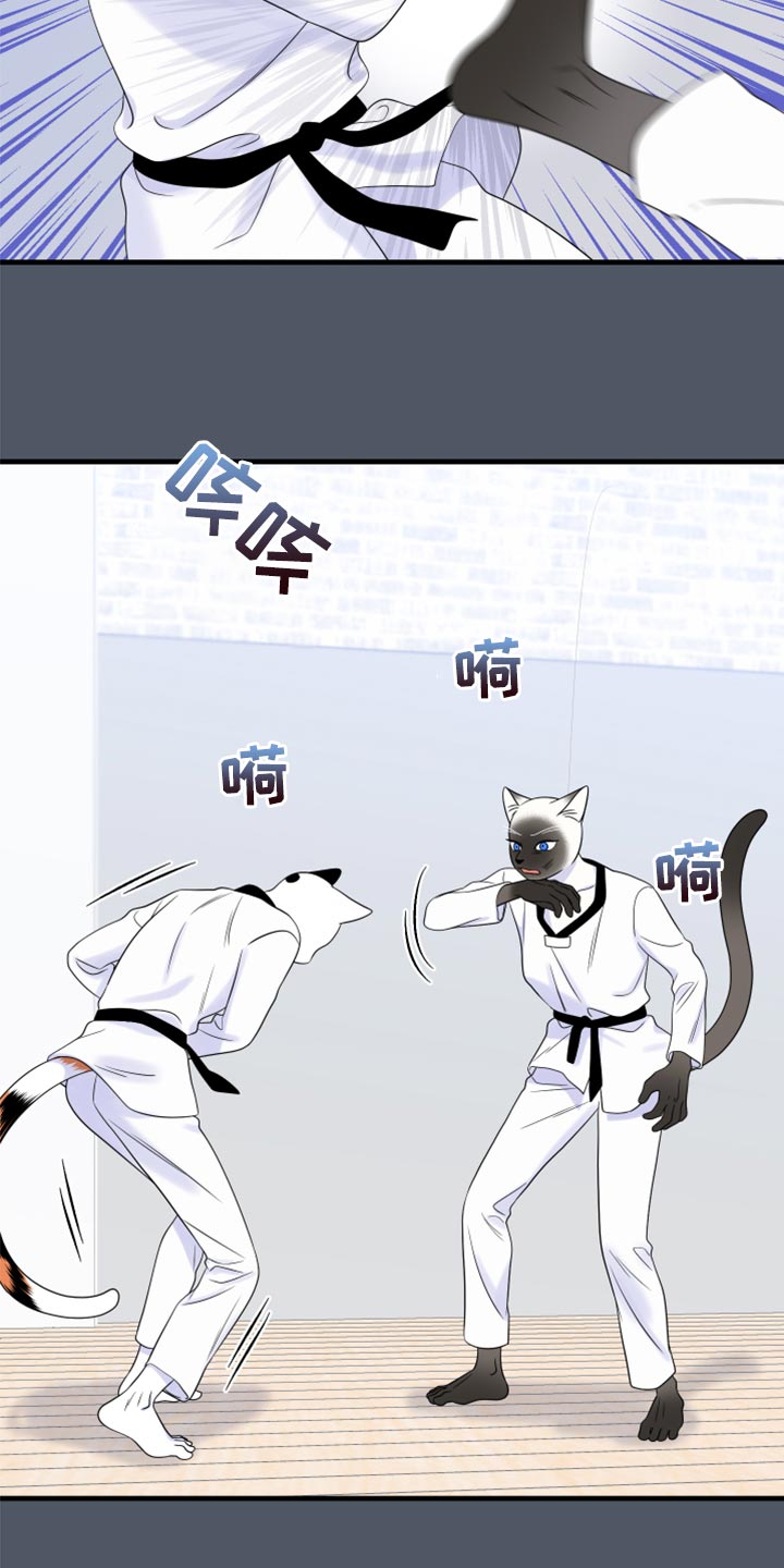 漫画灵猫欧米伽漫画,第76章：【第二季】有什么特别1图