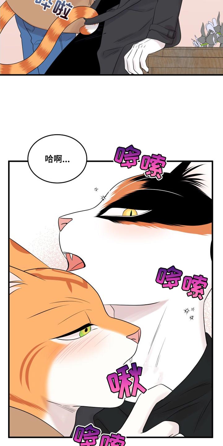 灵猫欧米伽免费版在哪里看漫画,第104章：【第二季】更重要的事1图