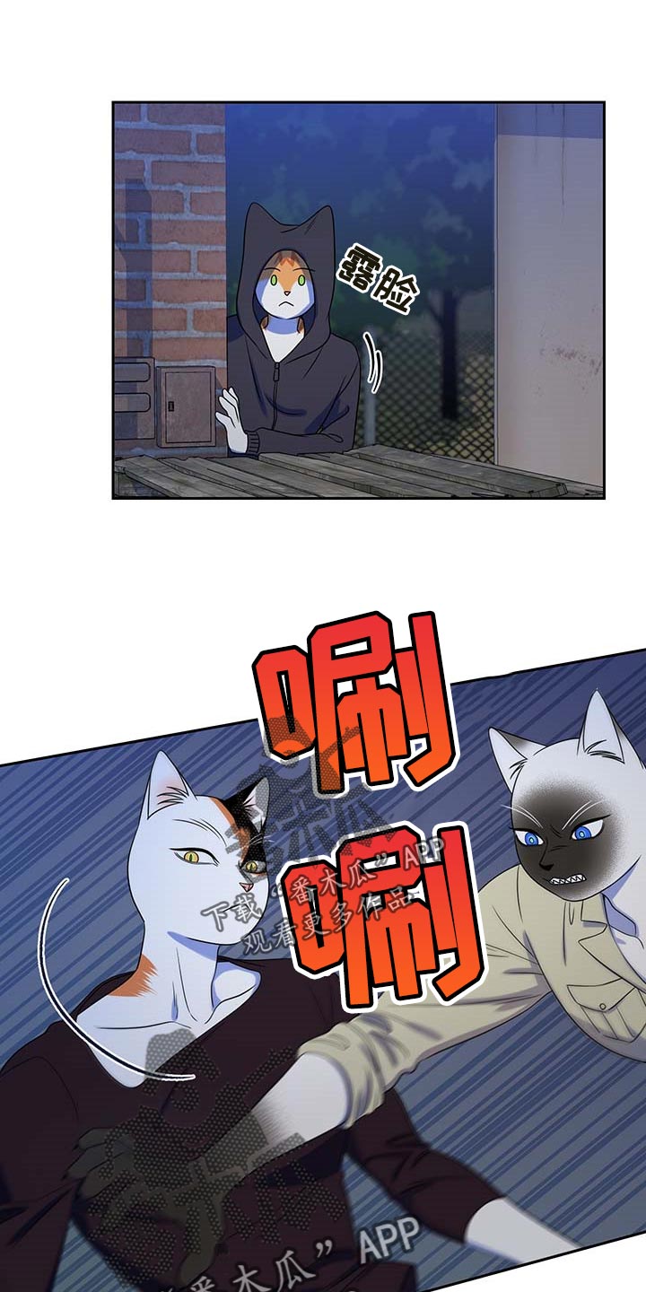 灵猫欧米伽漫蛙叫什么漫画,第39章：撤离1图