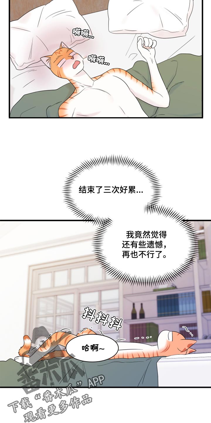 灵猫科和猫科的区别漫画,第73章：【第二季】绑架灵猫1图