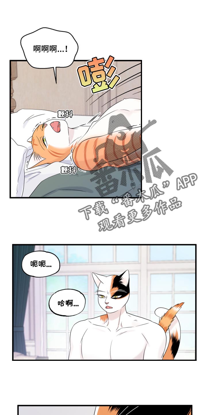 灵猫欧米伽漫画,第73章：【第二季】绑架灵猫1图