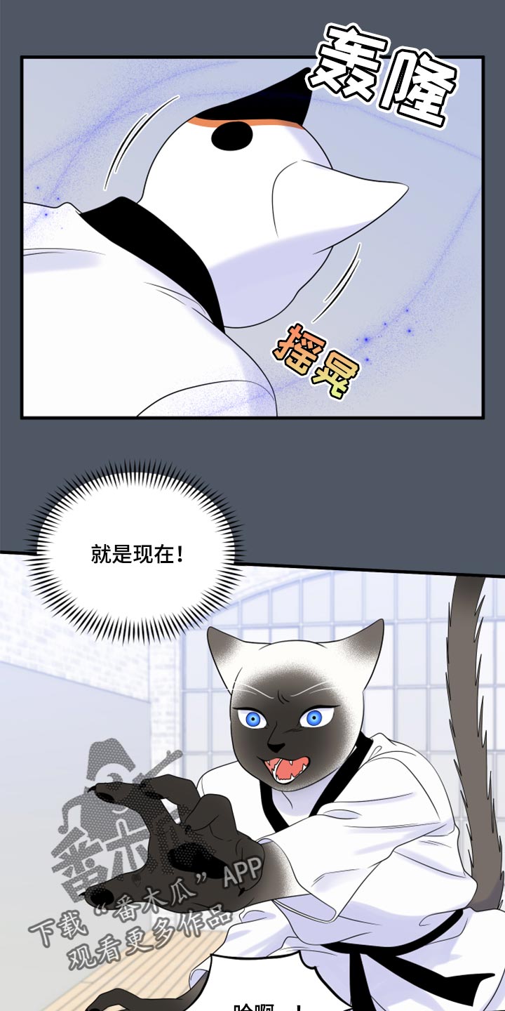 漫画灵猫欧米伽漫画,第76章：【第二季】有什么特别2图