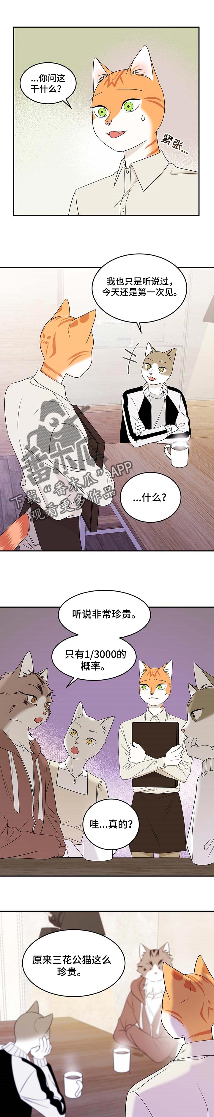 灵猫动画漫画,第25章：珍贵1图