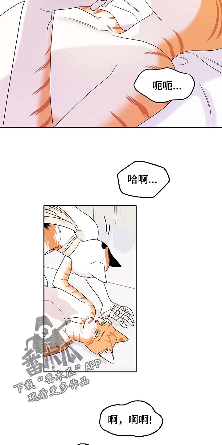 灵猫欧米伽双猫漫画,第47章：好好看着你1图