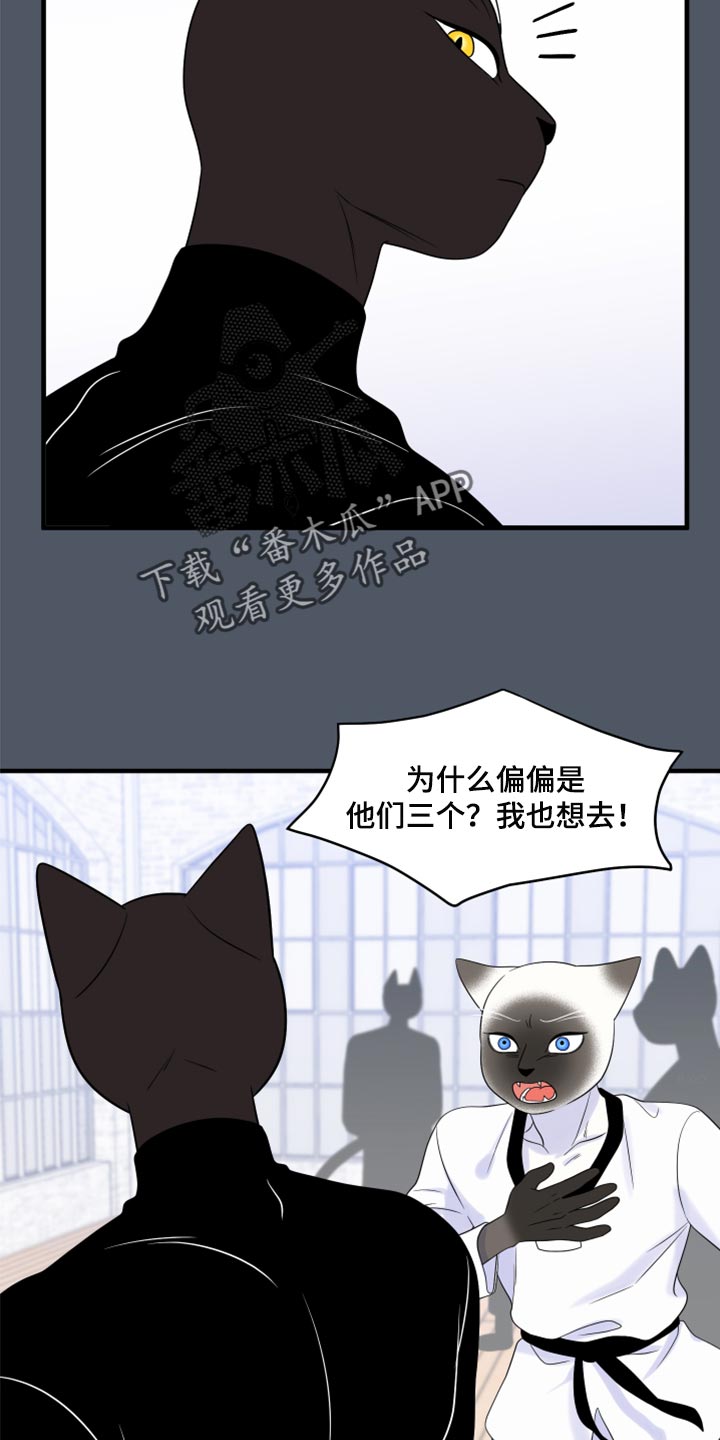 漫画灵猫欧米伽漫画,第76章：【第二季】有什么特别1图