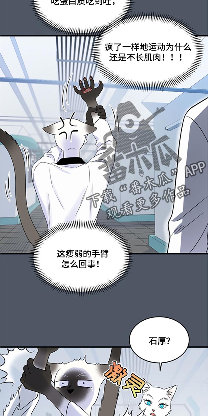 欧米伽3对猫咪有什么作用漫画,第77章：【第二季】一定要在一起！1图