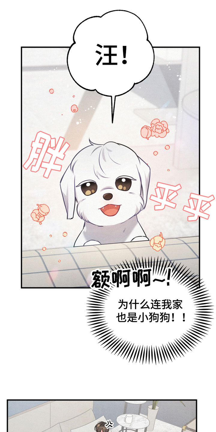 危险接近漫画,第1章：小型犬2图