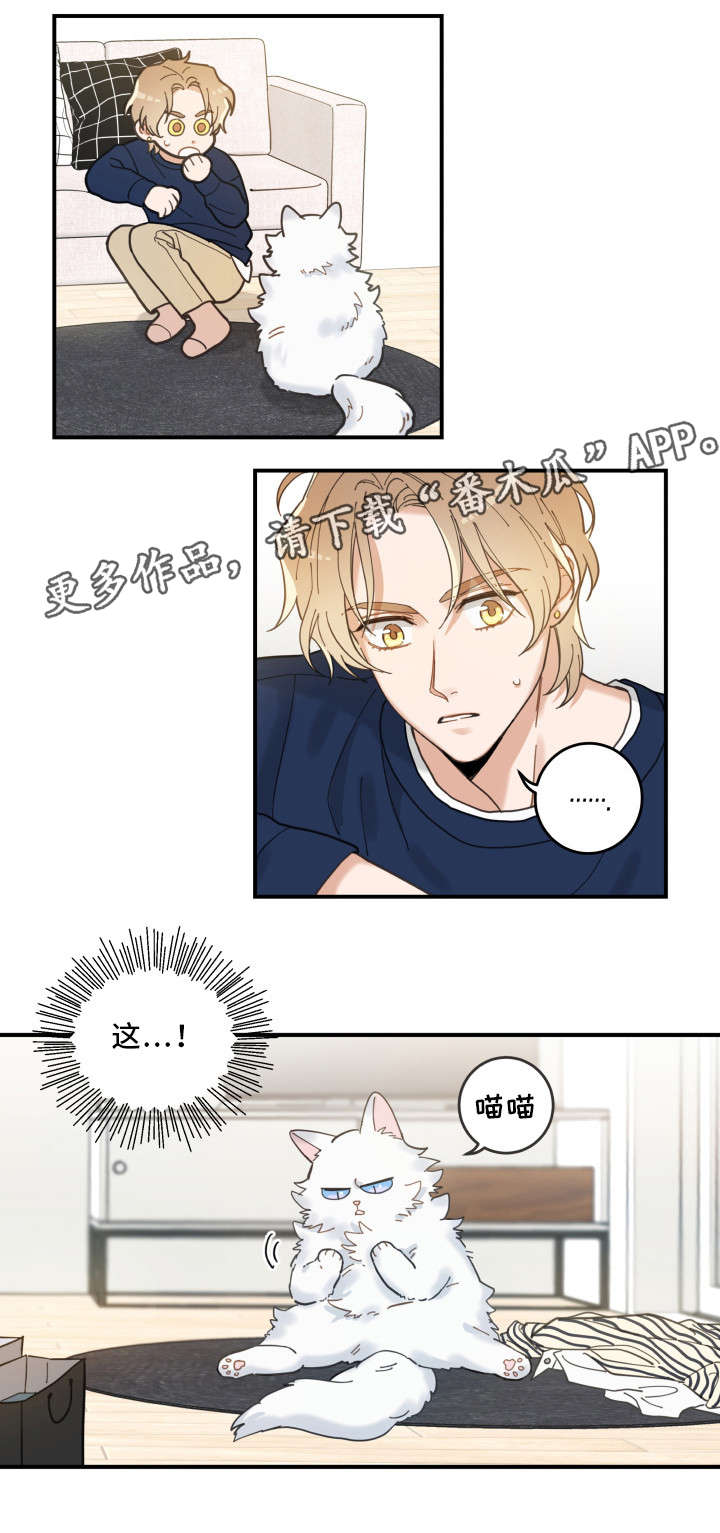 亲爱的喵君免费漫画在线漫画,第10章：负责到底1图