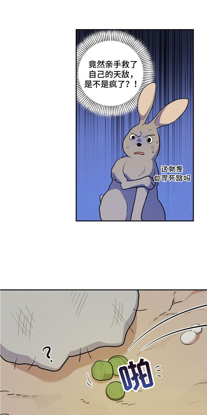 萌兔来袭漫画免费漫画,第1章：兔子救狼2图