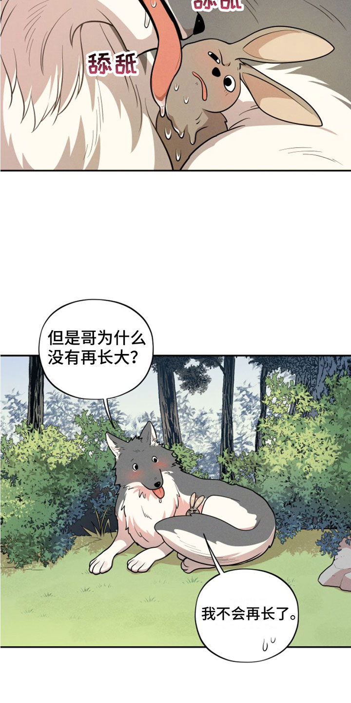 萌兔来袭漫画免费漫画,第1章：兔子救狼2图