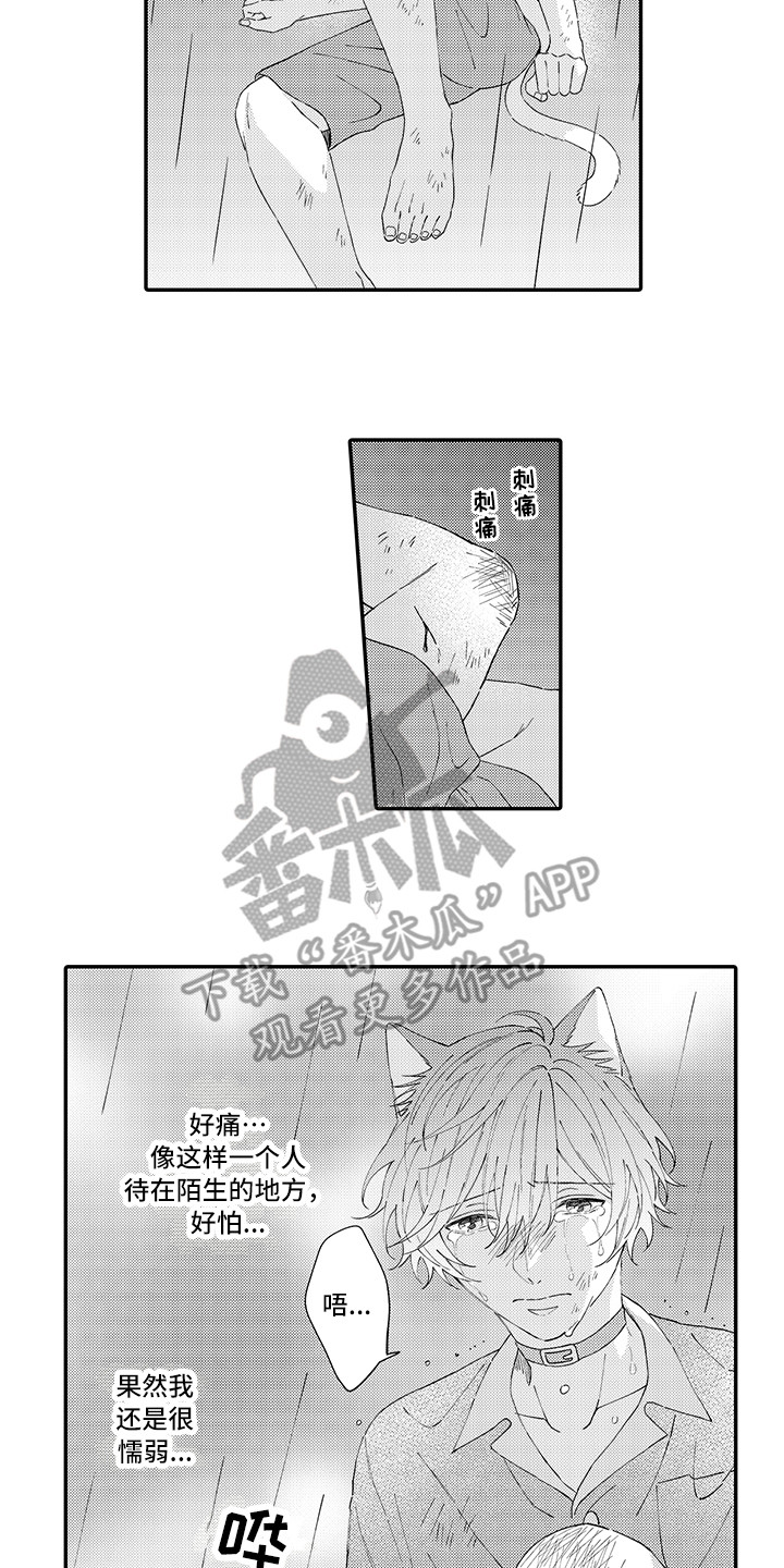 猫咪之家漫画,第19章：急切1图