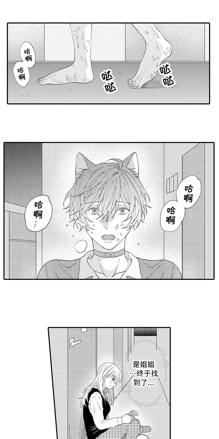 猫咪之家漫画,第19章：急切2图