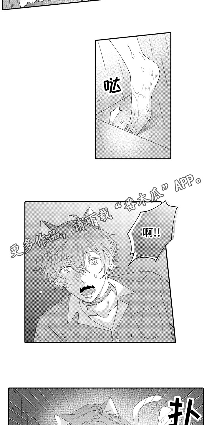 猫咪之家漫画,第19章：急切1图