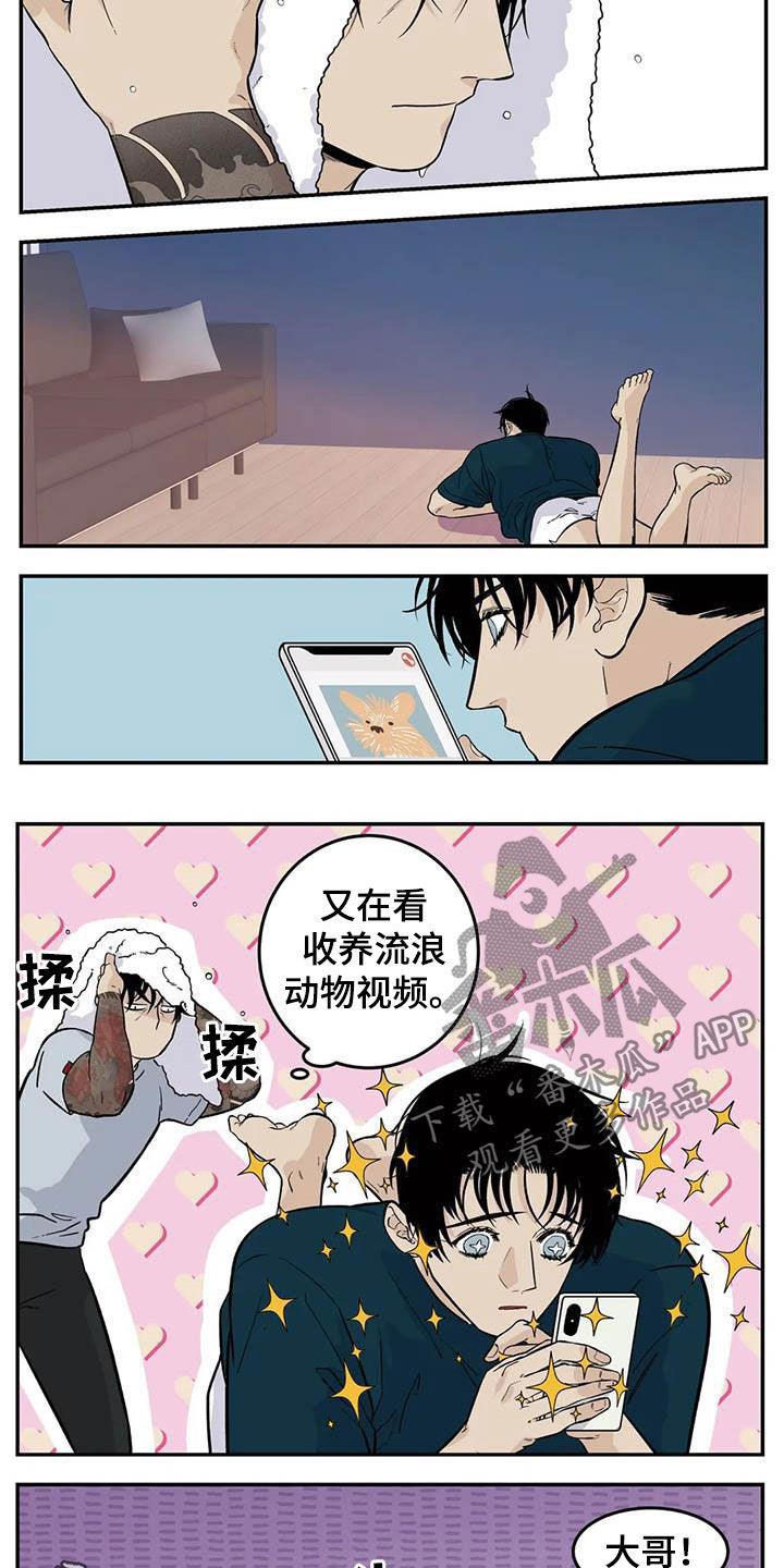 老大的打火机漫画,第81章：流浪动物1图